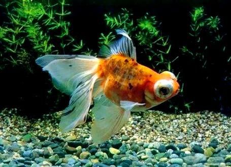 能否提供一張龍睛魚的詳細圖片，如何區(qū)分不同品種的龍睛魚