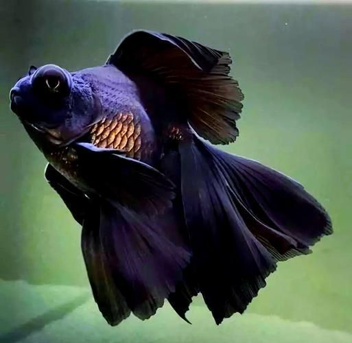 能否提供一張龍睛魚的詳細圖片，如何區(qū)分不同品種的龍睛魚