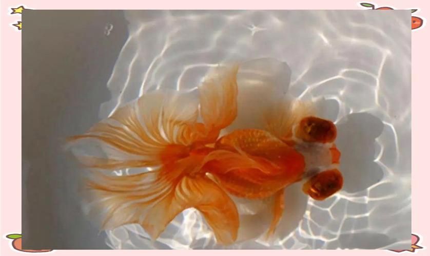 能否提供一張龍睛魚的詳細圖片，如何區(qū)分不同品種的龍睛魚