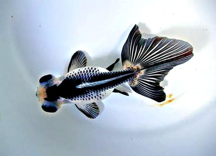 能否提供一張龍睛魚的詳細圖片，如何區(qū)分不同品種的龍睛魚