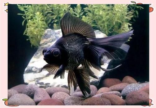 能否提供一張龍睛魚的詳細圖片，如何區(qū)分不同品種的龍睛魚