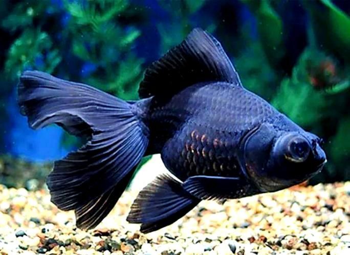 能否提供一張龍睛魚的詳細圖片，如何區(qū)分不同品種的龍睛魚