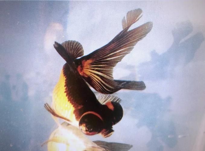 能否提供一張龍睛魚的詳細圖片，如何區(qū)分不同品種的龍睛魚