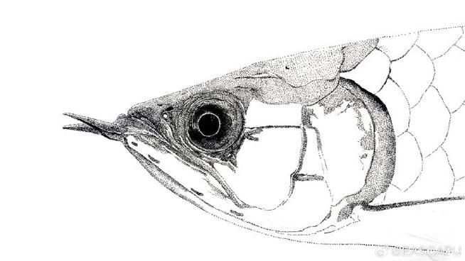 能給出五指山龍魚的簡單線稿嗎？，五指山龍魚的線描技法