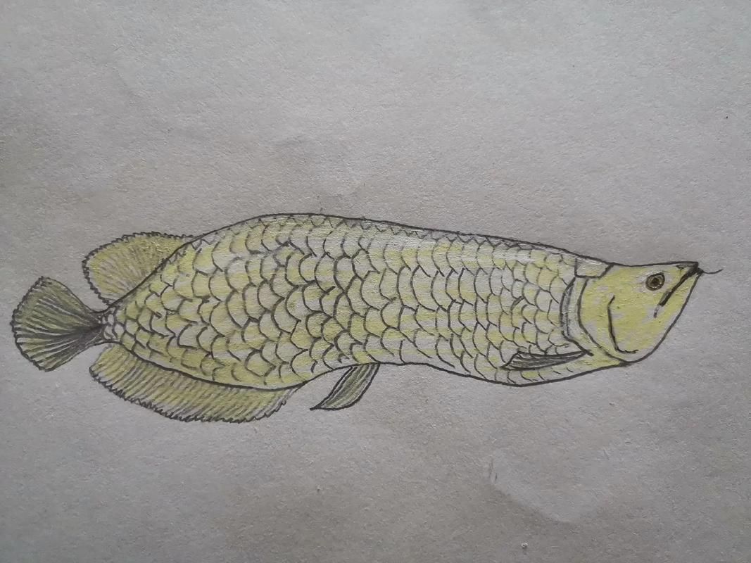 能給出五指山龍魚的簡單線稿嗎？，五指山龍魚的線描技法