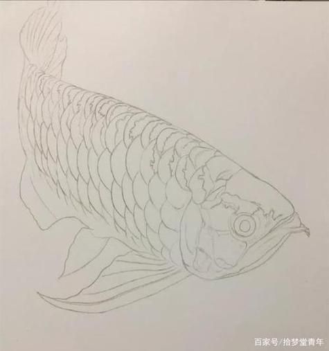能給出五指山龍魚的簡單線稿嗎？，五指山龍魚的線描技法