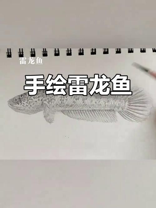 能給出五指山龍魚的簡單線稿嗎？，五指山龍魚的線描技法