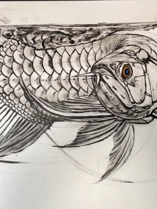 能給出五指山龍魚的簡單線稿嗎？，五指山龍魚的線描技法