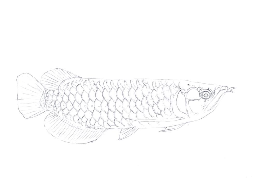 能給出五指山龍魚的簡單線稿嗎？，五指山龍魚的線描技法