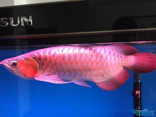 紫艷紅龍魚的市場價格是多少，紫艷紅龍魚的價格