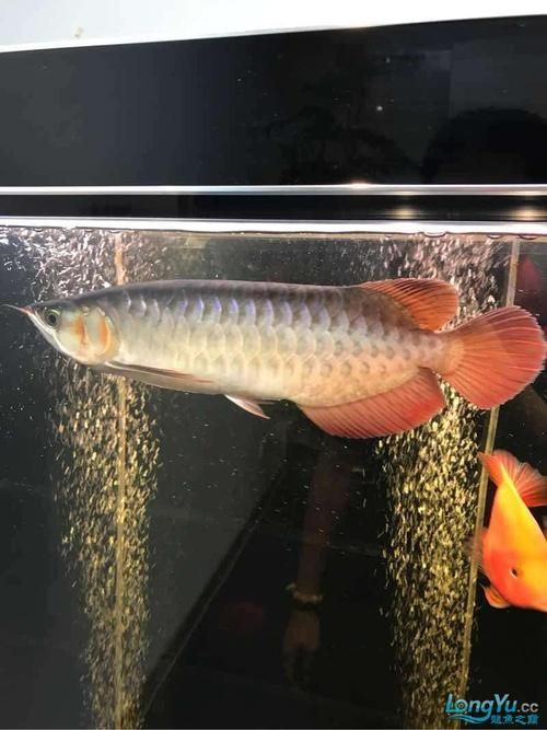 紫艷紅龍魚的市場價格是多少，紫艷紅龍魚的價格