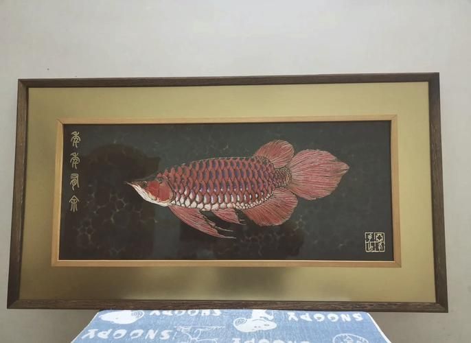 紫艷紅龍魚的市場價格是多少，紫艷紅龍魚的價格