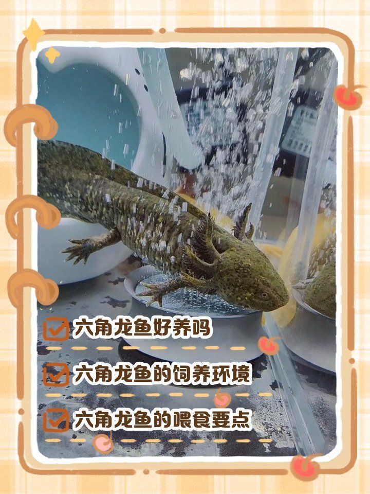 六角龍魚多久喂一次合適，六角龍魚喂食周期對照表