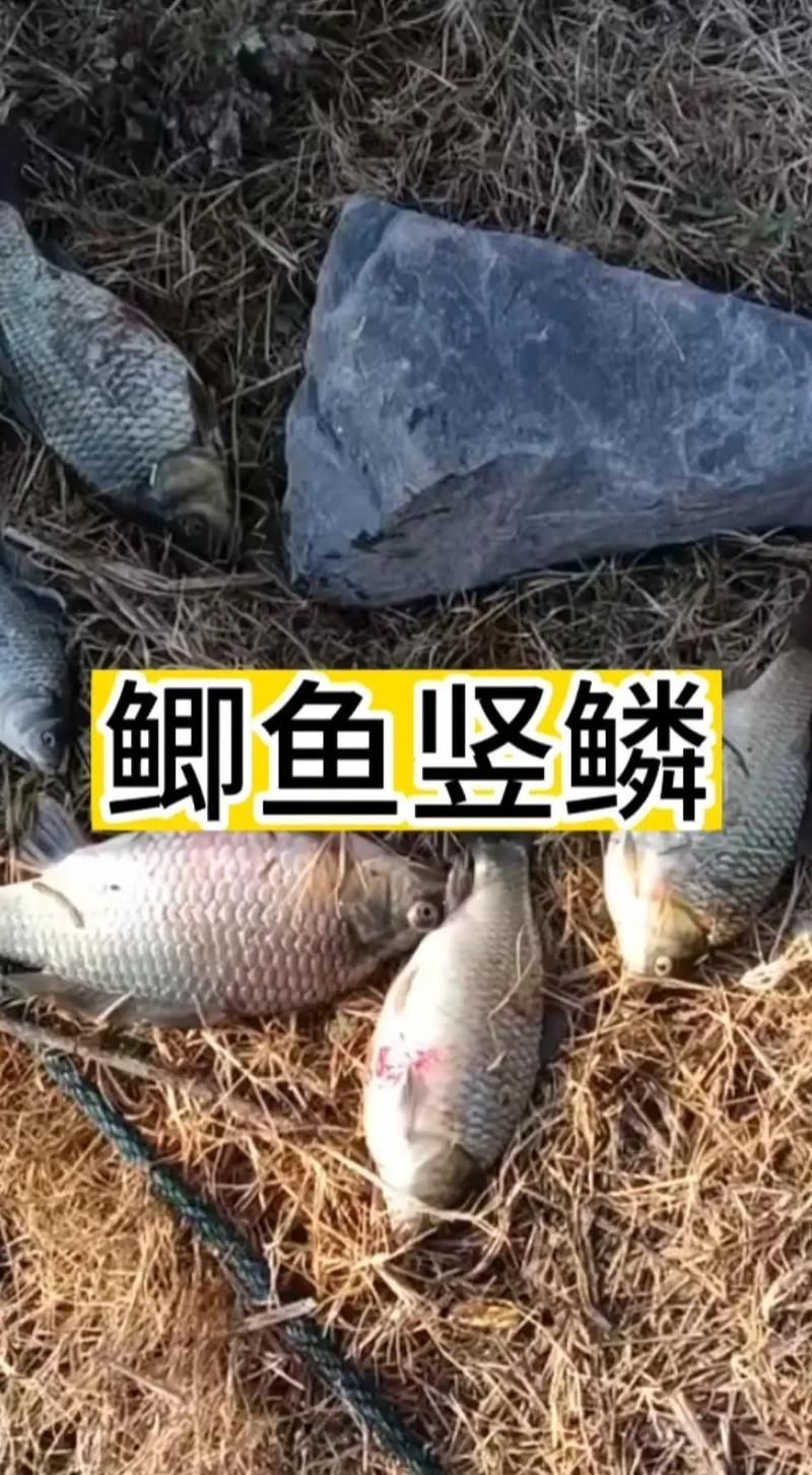 哪些魚種容易得豎鱗病，觀賞魚和經濟魚類對豎鱗病處理方法全攻略