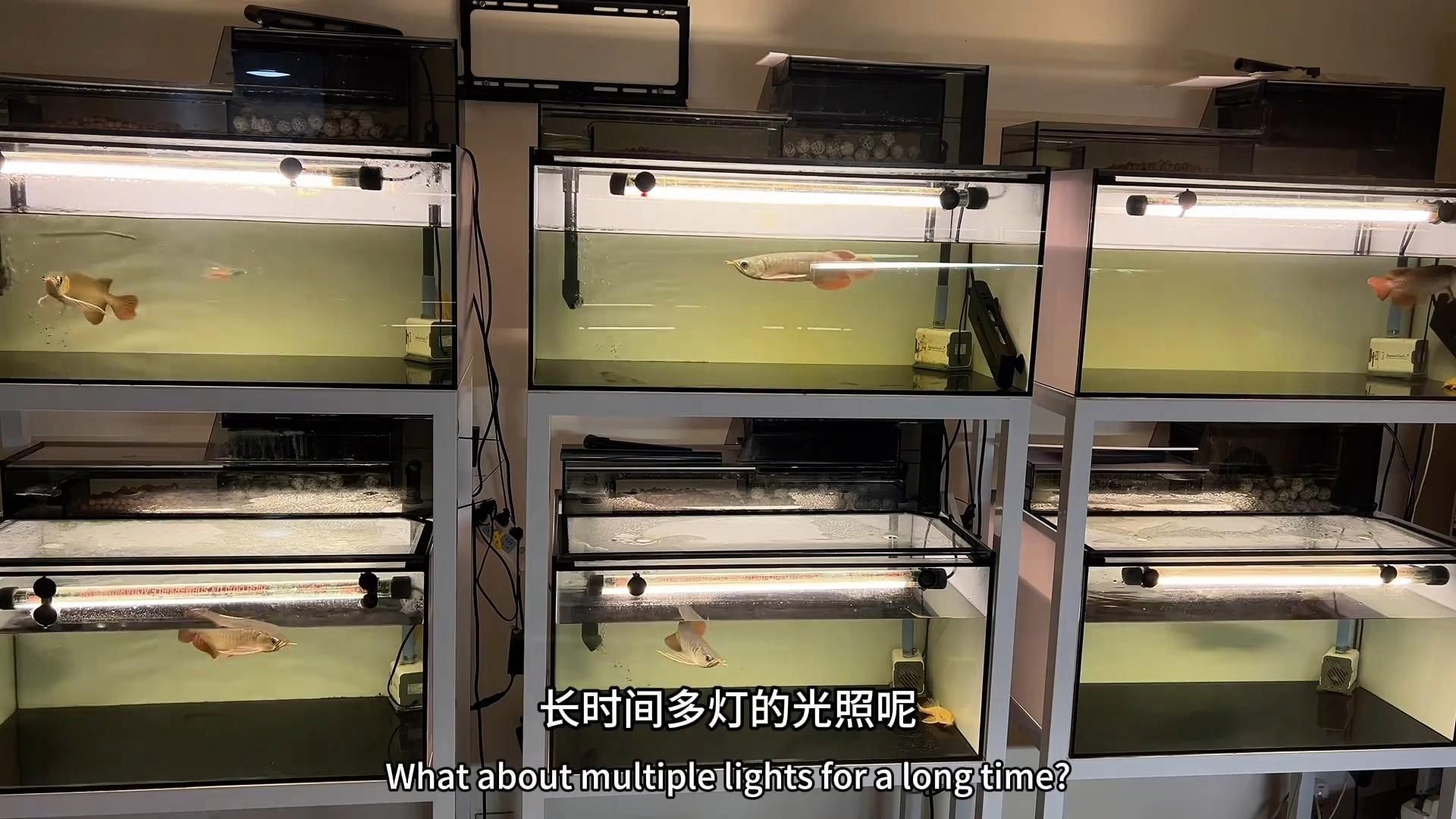 龍魚喂食頻率是多少，龍魚喂食頻率如何調整