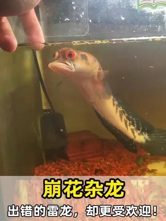 除了金龍魚，鄭州還有哪些龍魚品種？，鄭州龍魚市場有哪些常見騙局？