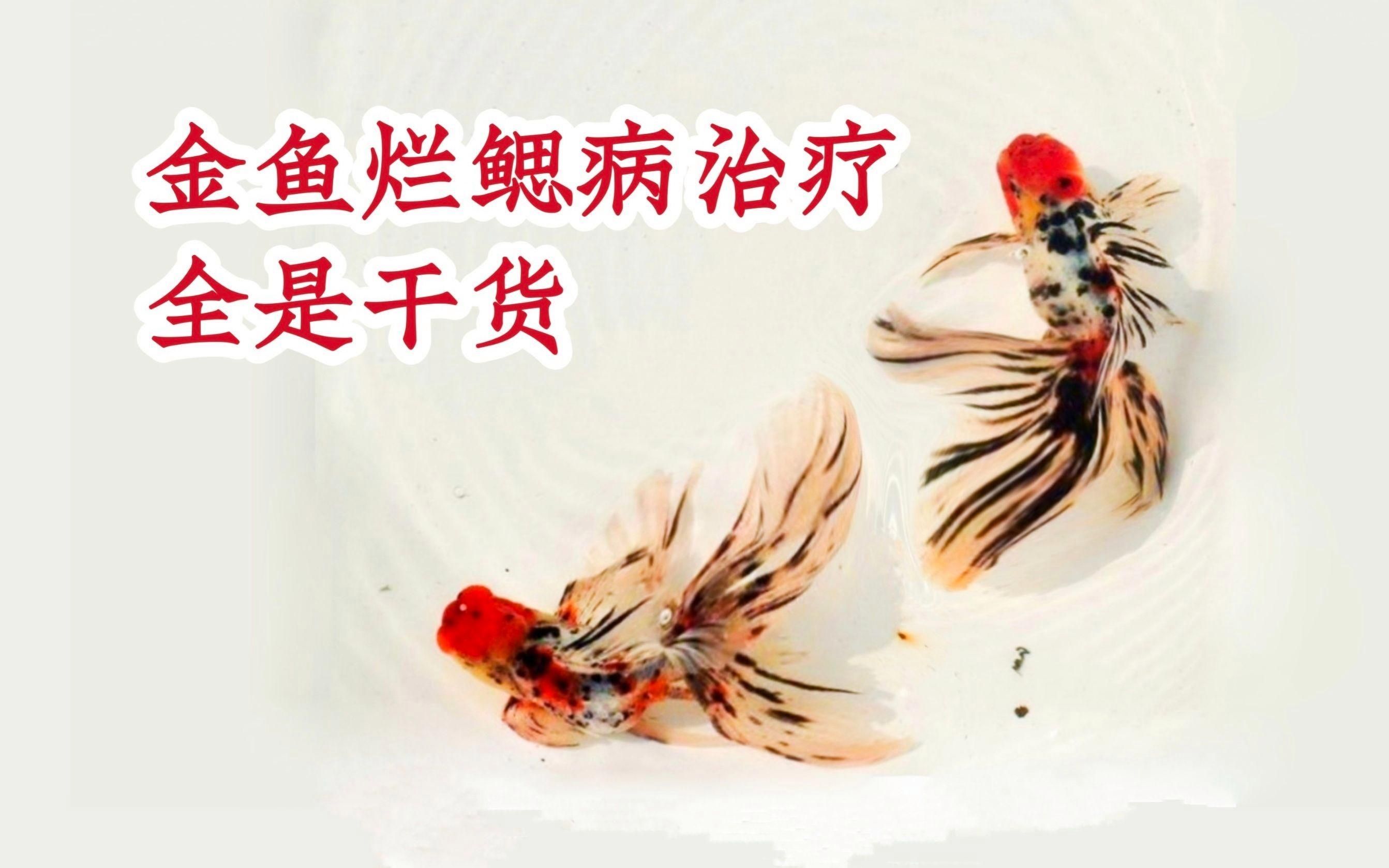 魚(yú)爛鰓病會(huì)自愈嗎，水產(chǎn)養(yǎng)殖疾病指導(dǎo)可幫助您減少盲目處理帶來(lái)的風(fēng)險(xiǎn)