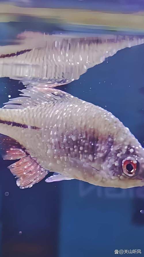 有哪些天然方法預(yù)防魚真菌感染，天然方法預(yù)防魚真菌感染