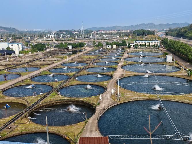 惠水龍魚的養殖環境如何，惠水龍魚的養殖環境