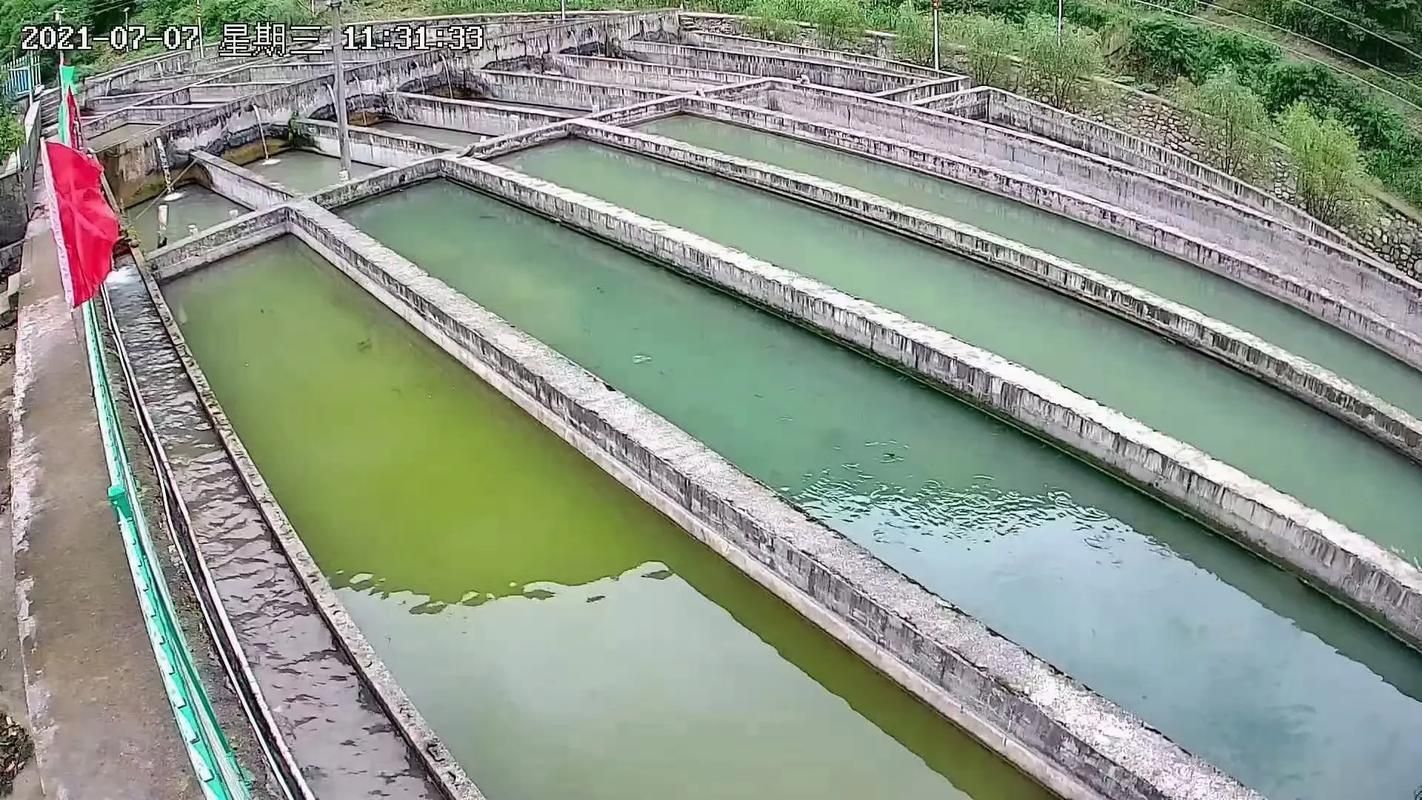 惠水龍魚的養殖環境如何，惠水龍魚的養殖環境