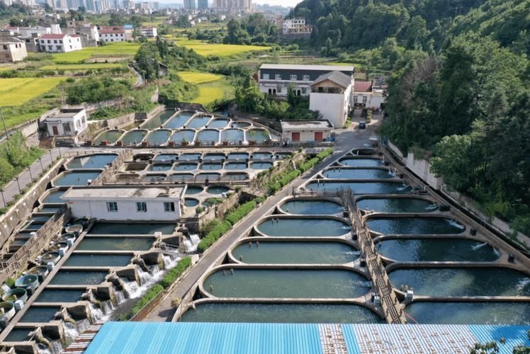 惠水龍魚的養殖環境如何，惠水龍魚的養殖環境