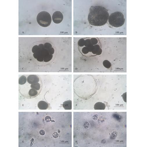 如何區分小瓜蟲和異尖線蟲，arxiv論文助手工具arxiv論文助手