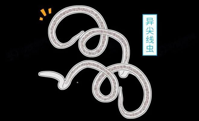 如何區分小瓜蟲和異尖線蟲，arxiv論文助手工具arxiv論文助手