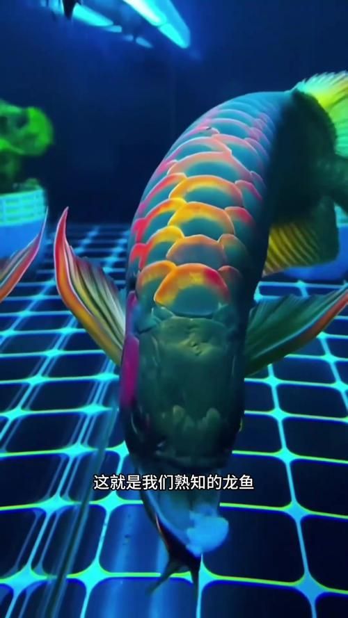 龍魚長什么樣子，龍魚品種圖鑒，龍魚的價格是多少， 龍魚長什么樣子，龍魚品種圖鑒，龍魚的價格是多少， 龍魚百科 第9張