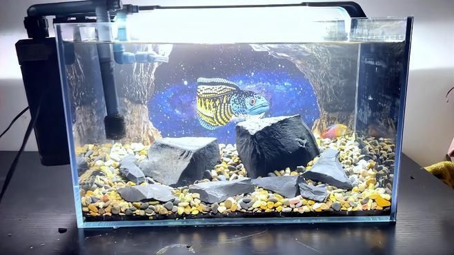 40缸養魚需要哪些設備，40缸養魚需要多大的過濾系統