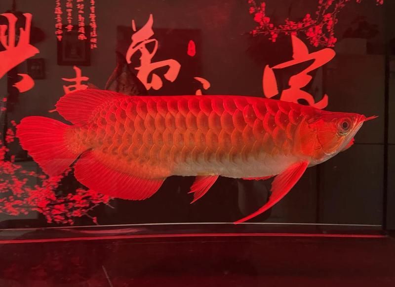 龍魚蒙眼最快解決方法，如何判斷龍魚蒙眼的發展階段？