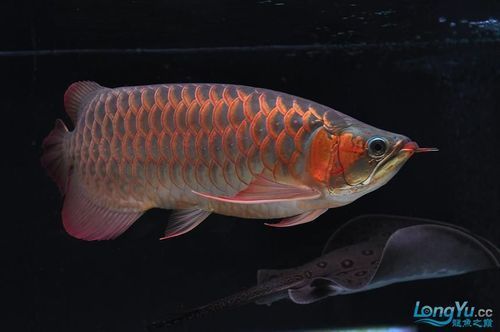 如何鑒別紅龍魚的血統(tǒng)純度，如何鑒別紅龍魚血統(tǒng)純度