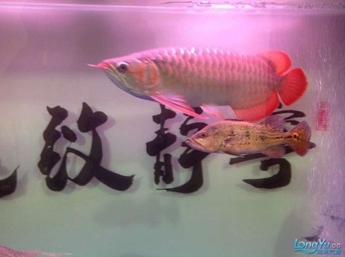 推薦幾款熱門紅龍魚品種，最受歡迎的幾種紅龍魚品種