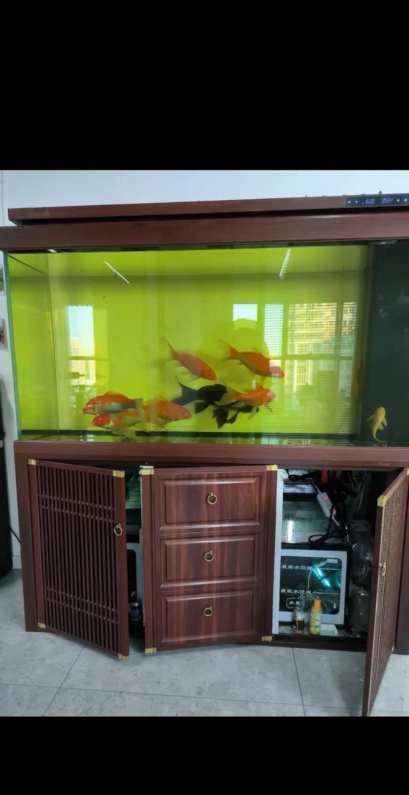 有哪些魚缸適合養龍魚？，如何選擇適合養龍魚的魚缸？