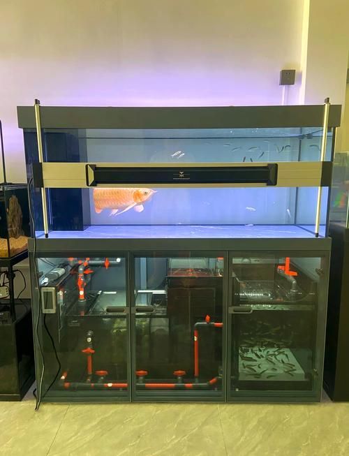 有哪些魚缸適合養龍魚？，如何選擇適合養龍魚的魚缸？