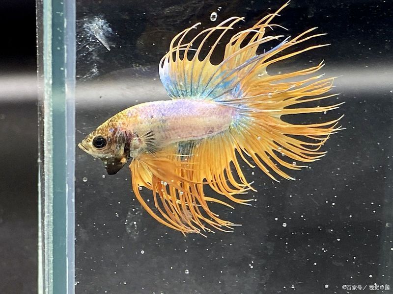 哪些魚不適合與孔雀魚混養(yǎng)，孔雀魚混養(yǎng)的注意事項(xiàng)