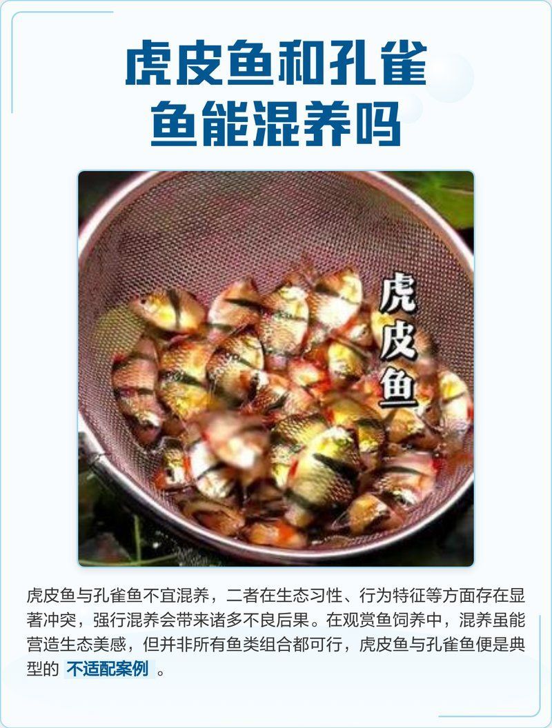 哪些魚不適合與孔雀魚混養(yǎng)，孔雀魚混養(yǎng)的注意事項(xiàng)