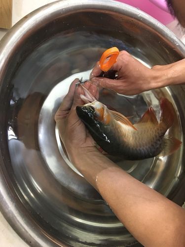 如何判斷龍魚胡子是否異常脫落？，如何判斷龍魚胡子異常脫落