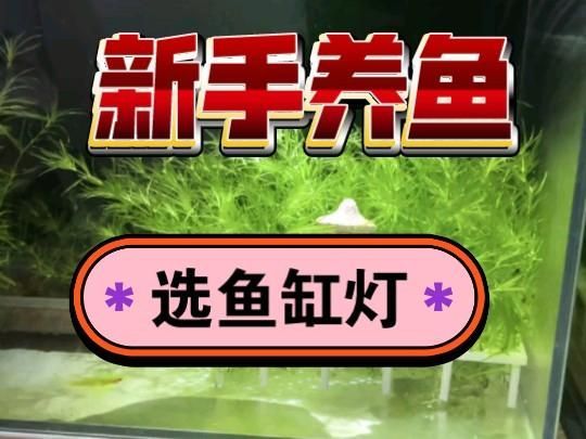如何選擇適合的魚缸燈？，新手養魚,魚缸燈怎么選[emoji[需手動填充]1f495[[需手動填充]emoji[需手動填充]