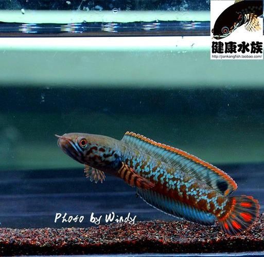 給我推薦一些性價比高的雷龍魚品種，性價比高的雷龍魚品種
