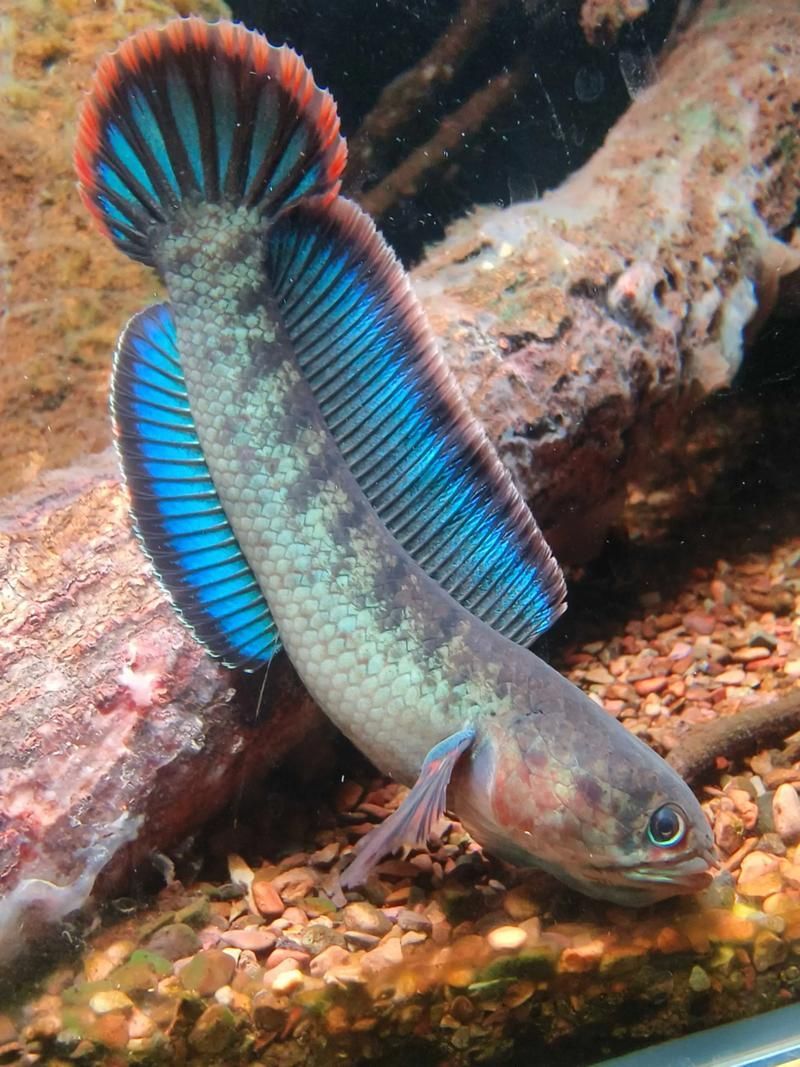 給我推薦一些性價比高的雷龍魚品種，性價比高的雷龍魚品種