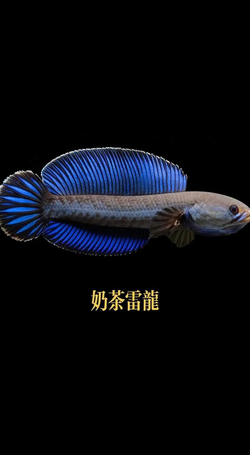 給我推薦一些性價比高的雷龍魚品種，性價比高的雷龍魚品種