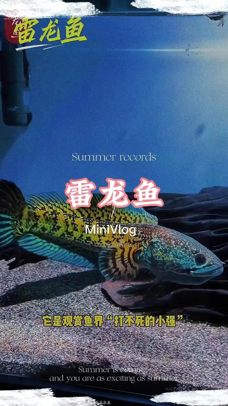 給我推薦一些性價比高的雷龍魚品種，性價比高的雷龍魚品種