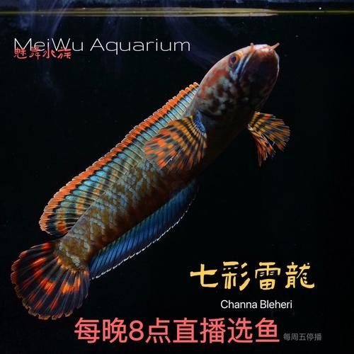 給我推薦一些性價比高的雷龍魚品種，性價比高的雷龍魚品種