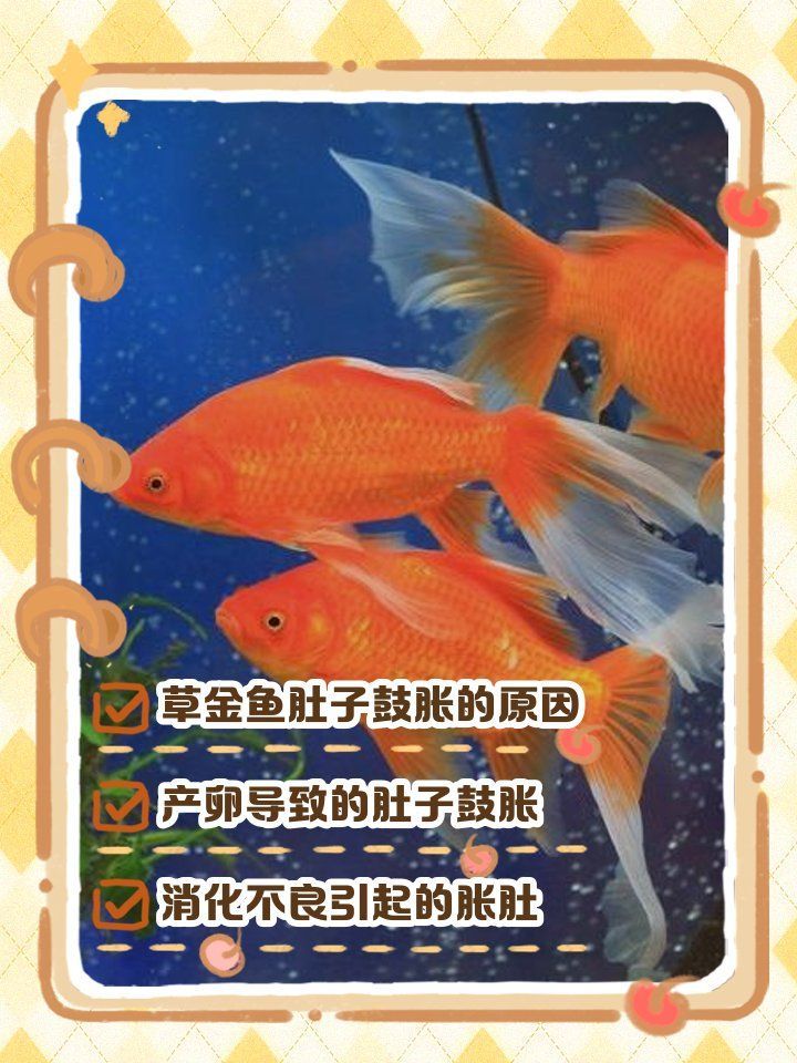 大肚子金魚需要多久換一次水，金魚肚子脹大3招幫你解決森林里正好的秋日