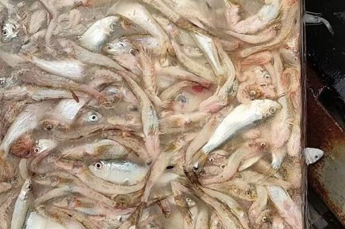 沙龍魚的價格是多少？，“沙龍魚”與“沙光魚”市場價格對比表，沙龍魚價格對比表