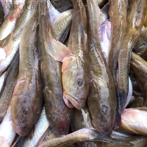 沙龍魚的價格是多少？，“沙龍魚”與“沙光魚”市場價格對比表，沙龍魚價格對比表