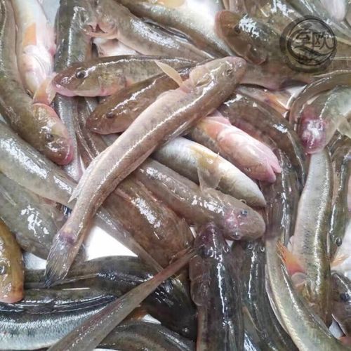 沙龍魚的價格是多少？，“沙龍魚”與“沙光魚”市場價格對比表，沙龍魚價格對比表