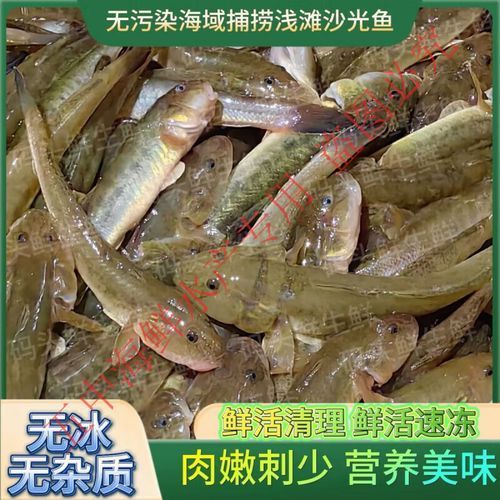 沙龍魚的價格是多少？，“沙龍魚”與“沙光魚”市場價格對比表，沙龍魚價格對比表