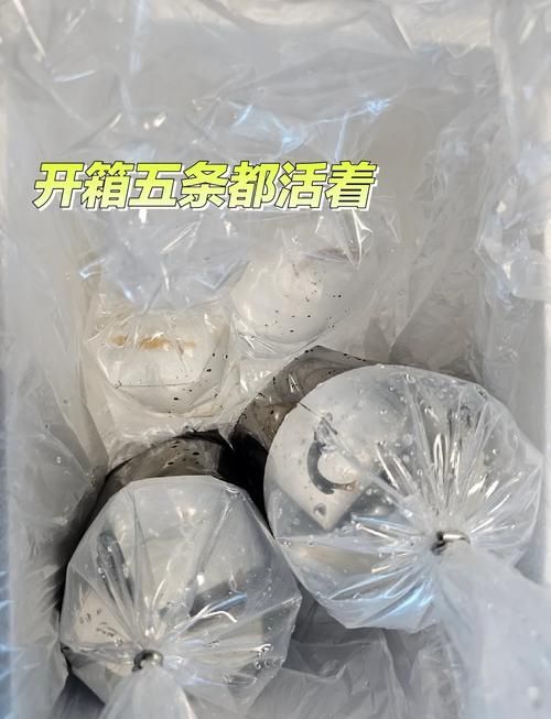 如何預防海水魚細菌感染