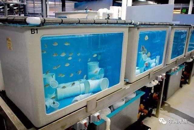 如何預防海水魚細菌感染